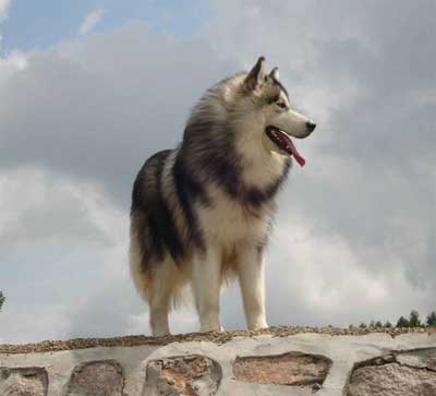 給狗剪趾甲耐心不可少